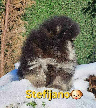 mali beli psi: Pomeranac Boo. Vrhunski stenci pomeranca, minijaturnog patuljastog — 3