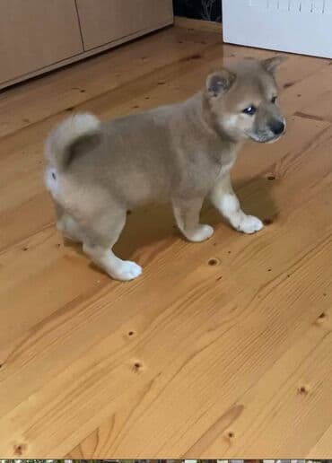 Životinje: Shiba inu stenci na prodaju, muskog i zenskog pola, crvene boje — 4
