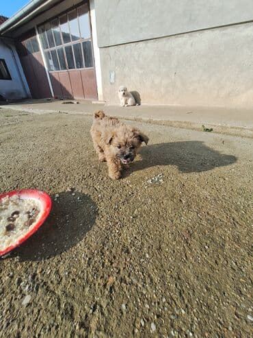 vucijak stenci: Štenci malih rasa – pahuljasti, kratkodlaki i dugačkodlaki tip - — 6