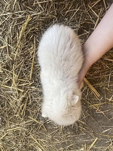 mesanac malinoa i nemackog ovcara: Štene mesanci otac zlatni retriver retrivera tek prijeli nisu — 3