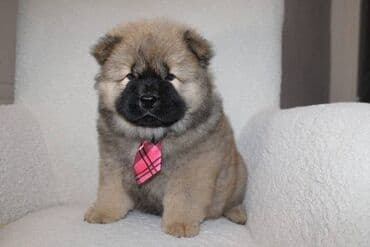 Životinje: Stenci chow chow starosti dva meseca vrhunskog kvaliteta I potencijala — 3