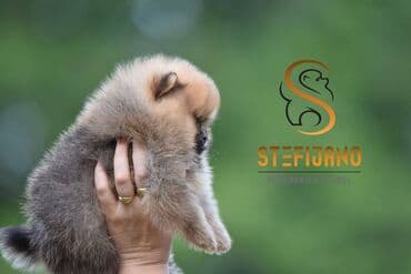 Životinje: Pomeranac Boo stenci. Vrhunski stenci pomeranca slobodni za — 6