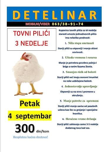 Životinje: Tovni pilići – starost 3 nedelje Karakteristike i prednosti: - Niža — 1