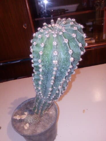 forma ideale ormari za sobu: Cactusi — 1