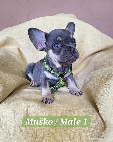 stenad: Francuski Bulldog štenci exotik boja. Stari 3 meseca, primili sve 3 — 2
