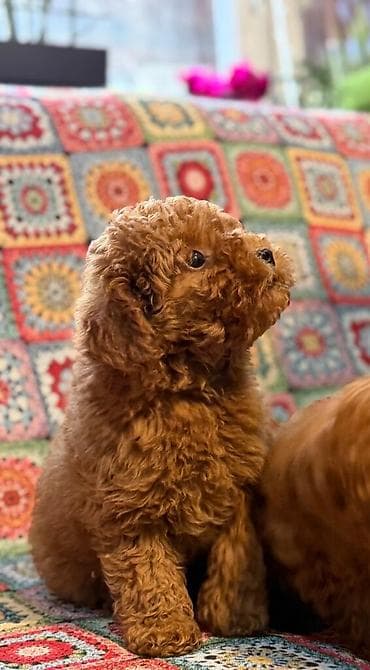 Ptice: Nasa odgajivacnica se nalazi u Indjiji i bavimo se uzgojom pasa 15 — 5