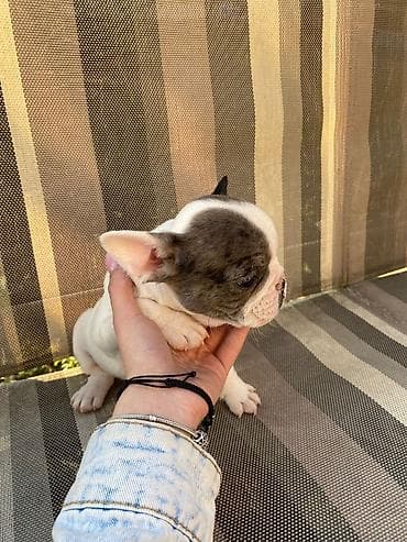 mali psi za stan cena: 🔥 TOP FRANCUSKI BULDOG ŠTENCI 🔥 Na prodaju vrhunski štenci francuskog — 4