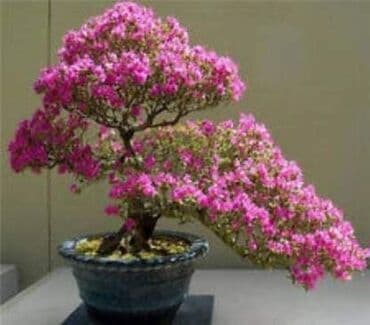 mini motorne testere: Sakura Bonsai mini japanska trešnja seme
Cena: 550din/5 semenki — 5
