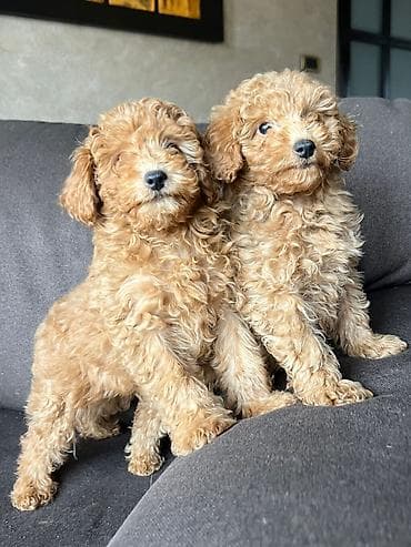 mini pudla cena: Muško i žensko štene toy pudle na prodaju. Lepe boje i dlake, sitnije — 8