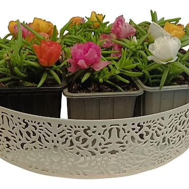 Prkos - (Portulaca grandiflora) – miks boja u saksijama - Sukulentna
