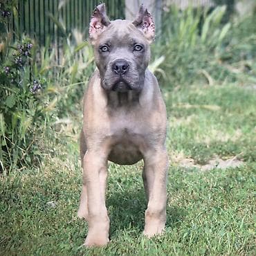 mali psi za udomljavanje: Cane Corso štenci U ponudi veoma perspektivni štenci iz različitih — 2