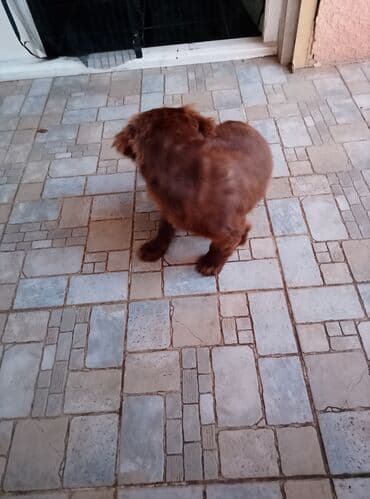 Mali kućni ljubimci – pikinezera Riki i uz njega poklanjam malu belu