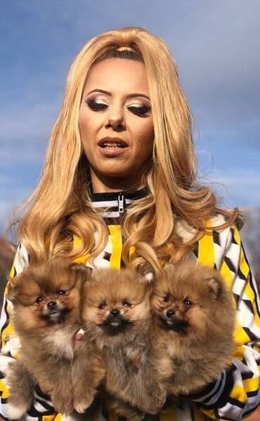 Psi: Pomeranac / Pomeranian / Boo štenci Ako ste odgovorna osoba i imate — 3