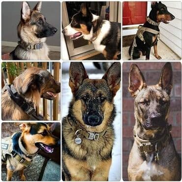 lokator za pse: Ogrlice za pse - 2200 din Najjaca ogrlica na trzistu Metalna kopča — 8