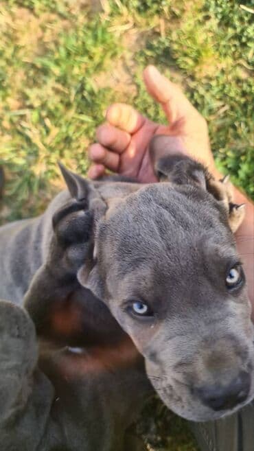 Psi: Prodajemo štence CANE CORSO vhunskog izložbenog kvaliteta sa — 15