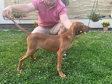 Prodajem 3 zenke madjarske vizle stare 5 meseci, roditelji su lovni na lalafo.rs Prodajem 3 zenke madjarske vizle stare 5 meseci, roditelji su lovni