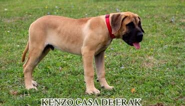 Psi: Štenci Presa Canario, ostenjeni 24.5.2023 godine. Kuba Kira je rođena — 7