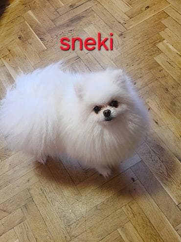njuškalo psi pekinezeri na poklon: Pomeranian Star renomirana odgajivačnica pomeranaca iz Beograda je — 7
