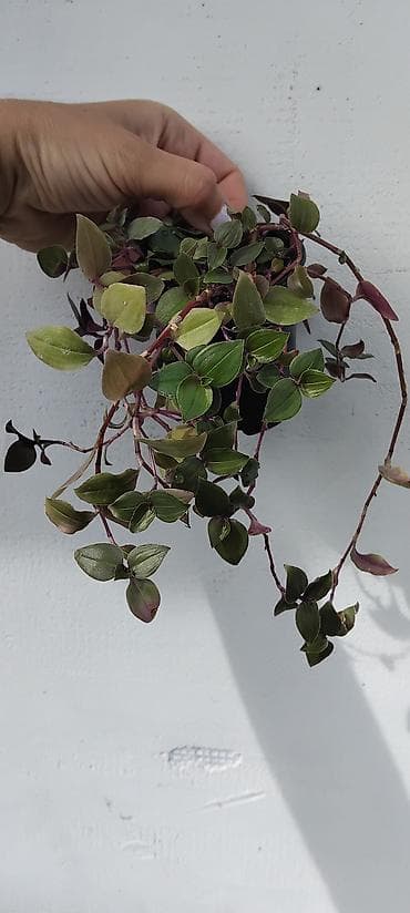 oglasi za prodaju stvari: Tradescantia zebrina (vodopadna zebrina) – viseća sobna biljka u — 2