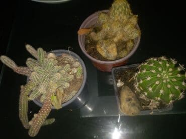 sobna harmonika vrata cena: Kaktusi — 1