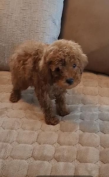 Štenci crvene mini pudlice ostenjeni 29.decembra : FCI PEDIGRE na lalafo.rs Štenci crvene mini pudlice ostenjeni 29.decembra : FCI PEDIGRE