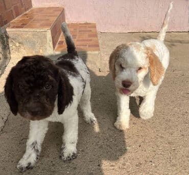 golubovi kupujem prodajem 2 strana: Nasa odgajivacnica lagotto romagnolo pasa A GANG OF LAGOTTA FCI 7244 — 6