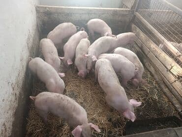 Mačke: Na prodaju prasici od 23 do 28 kg. cena 330 din. po kg — 2