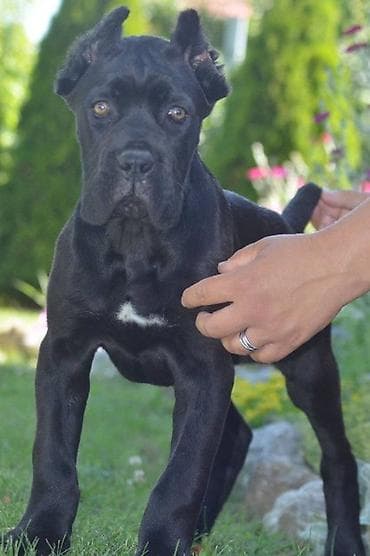 sivi psi: Cane Corso, vrhunski štenci Nasa odgajivačnica Vam nudi štence Kane — 3