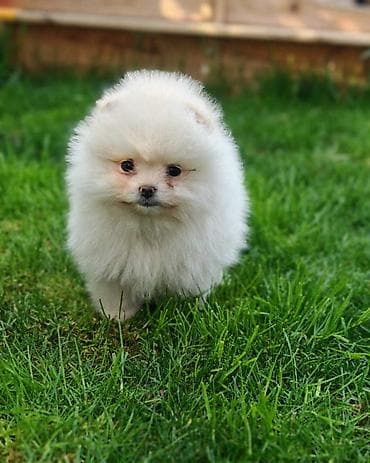 Pomeranski spic Štene pomeranskg spica, prelepog krzna i izuzetno