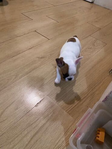 prodaja engleskih buldoga: Štene malog rasta francuski buldog - Bela dlaka sa braon pegama na — 2