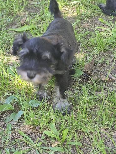 rasne macke prodaja: Rasa: patuljasti šnaucer (crno‑srebrni) Opis: dve zenke spremne za — 2