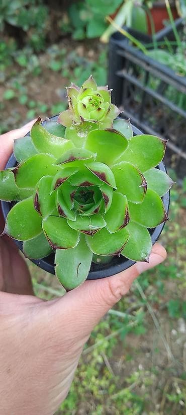 krevete i ugaonici: Sukulenti – čuvarkuće (Sempervivum) u saksiji - Više rozeta u jednoj — 4