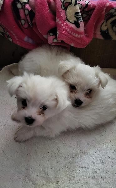 Dogs: Na prodaju musko stene maltezera,ostenjen 23.11.2025,bela svilenkasta — 7