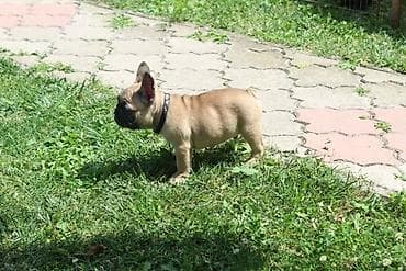 slatki mali psi: Francuski Buldog štenci Odgajivačnica UŠTICA ima u ponudi štence rase — 5