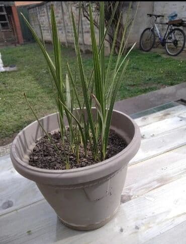 ljubicice sobne cena: Palmice - jedna 300 din — 2