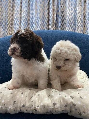 psi koji trazi tartufe: Na prodaju cistokrvni lagotto romagnolo stenci stari mesec i po i — 5