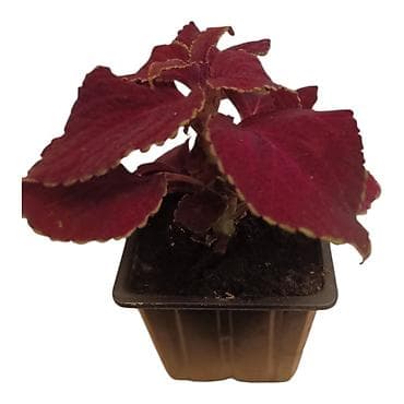Koleus (Coleus blumei) u saksiji – dekorativna sobna/baštenska biljka