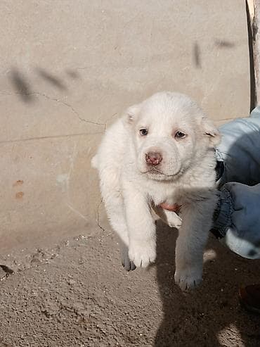 stenci azijata: Na prodaju ženka azijata (srednjeaziski ovčar) Stara 6. Nedelja — 2