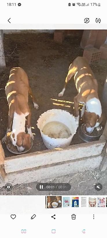 Oprema za kućne ljubimce: Posavke na prodaju, stare godinu dana. Vodjene u gater i lov, dobri — 4