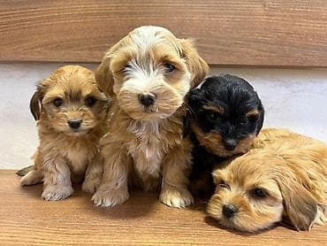 cau cau beli: Odgajivacnica Havanskih bisona Cuba Cotton Club predstavlja novo — 2