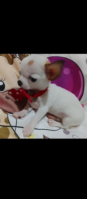 mini pomeranac prodaja: MINI ČIVAVE. Mini čivave oba pola kristalno bele, zlatne i — 3