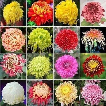 Hrizanteme mix
Cena 650din / 100 semenki na lalafo.rs Hrizanteme mix
Cena 650din / 100 semenki