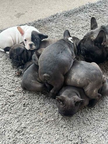 aprikot pudla mini: Štenci francuskog buldoga - Višebojno leglo: crna, tigrasta i jedan — 1