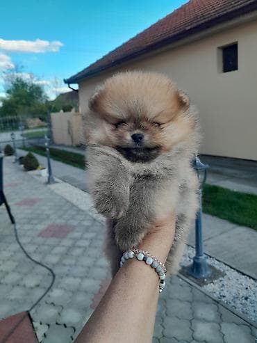 psi za poklon: Dostupan decak — 3