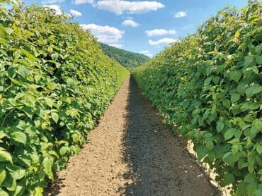 polikabl za co2 aparat: Naša ponuda obuhvata sadnice maline za više sorti malina uključujući — 3