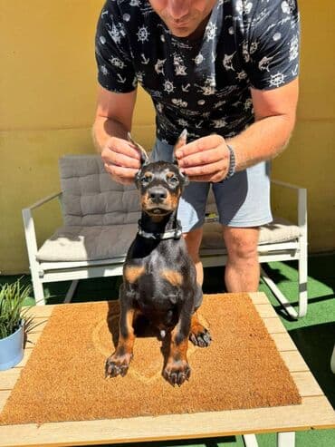 zlatni retriver odgajivacnica srbija: Doberman stenad. Ostenjeni su 28.06.2025. Spremni su za preuzimanje — 4