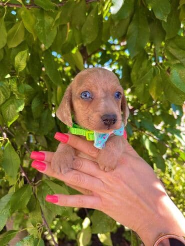 egzoticne ptice prodaja: Odgajivacnica pasa "Happy Puppies" ima u ponudi patuljaste jazavicare — 6