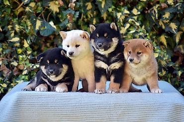 NEW "MINMIGORA' S" litter "Minmigora' s" Shiba Inu kennel present new