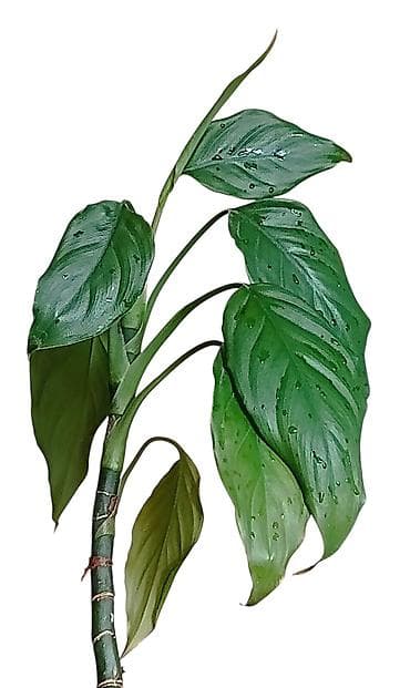 livadske biljke slike: Sobna biljka Aglaonema Modestum u saksiji prečnika 18cm - — 2