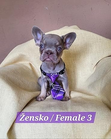 stenad: Francuski Bulldog štenci exotik boja. Stari 3 meseca, primili sve 3 — 9